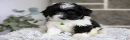 Maltipoo dogs for sale: Rocco  - Ad 7