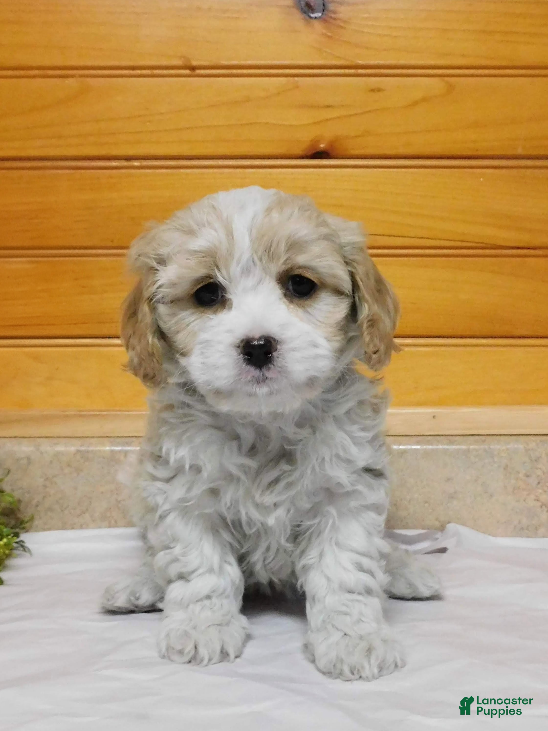 Cavachon dogs Floppy  - Ad 1