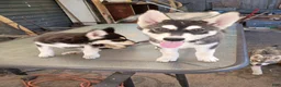 Siberian Husky dogs for sale: Paw paw - Ad 17