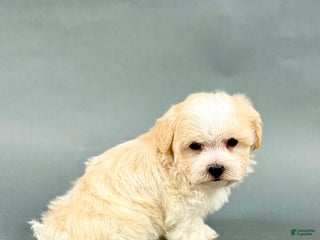 Havanese dogs - Ad 28