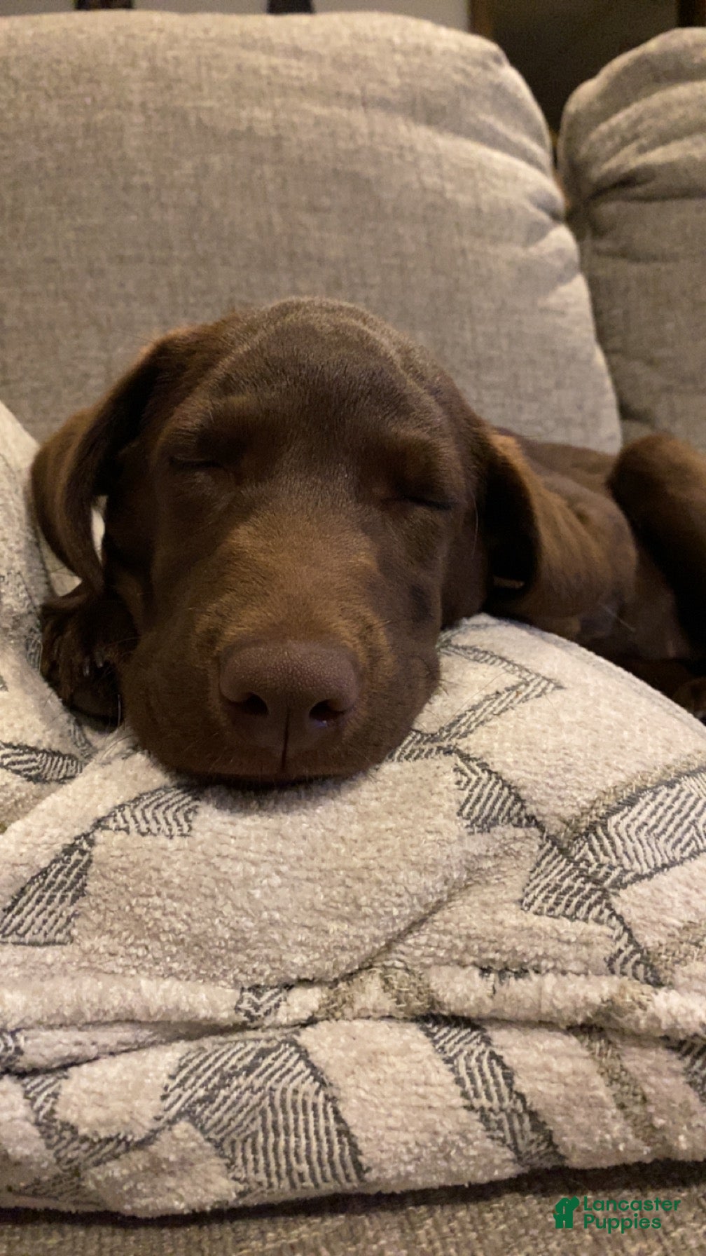 Labrador Retriever dogs Priscilla - Ad 14