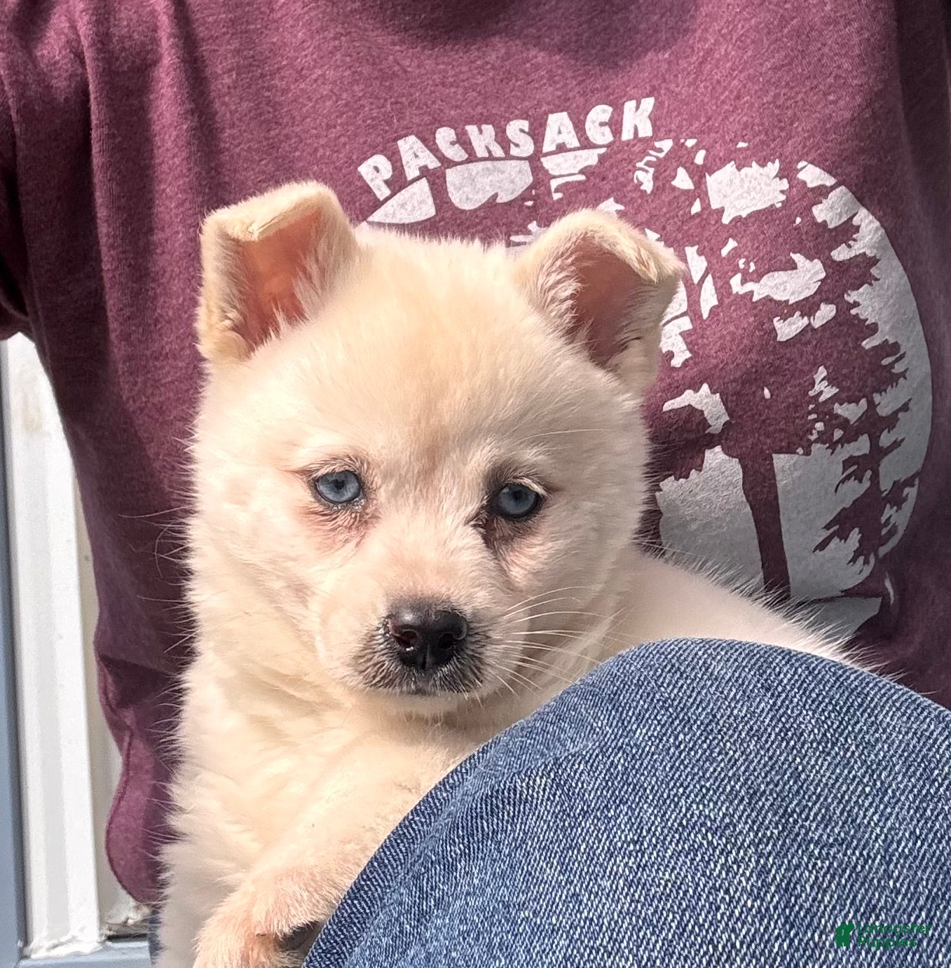Alaskan Klee Kai dogs Kassy/emotion support  - Ad 2