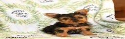 Yorkshire Terrier dogs for sale: Rusty - Ad 5
