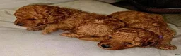 Toy Poodle dogs for sale: Toy Poodle 3 - Ad 25