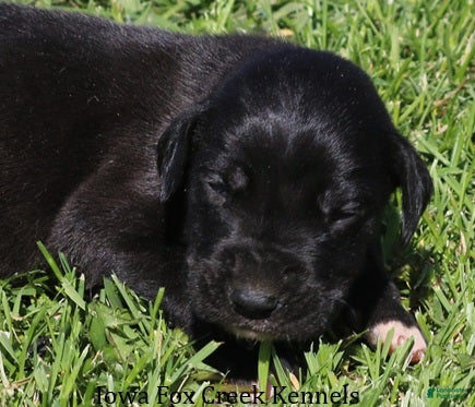 Great Dane dogs MIlo - Ad 14