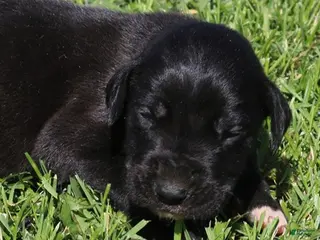 Great Dane dogs MIlo - Ad 14