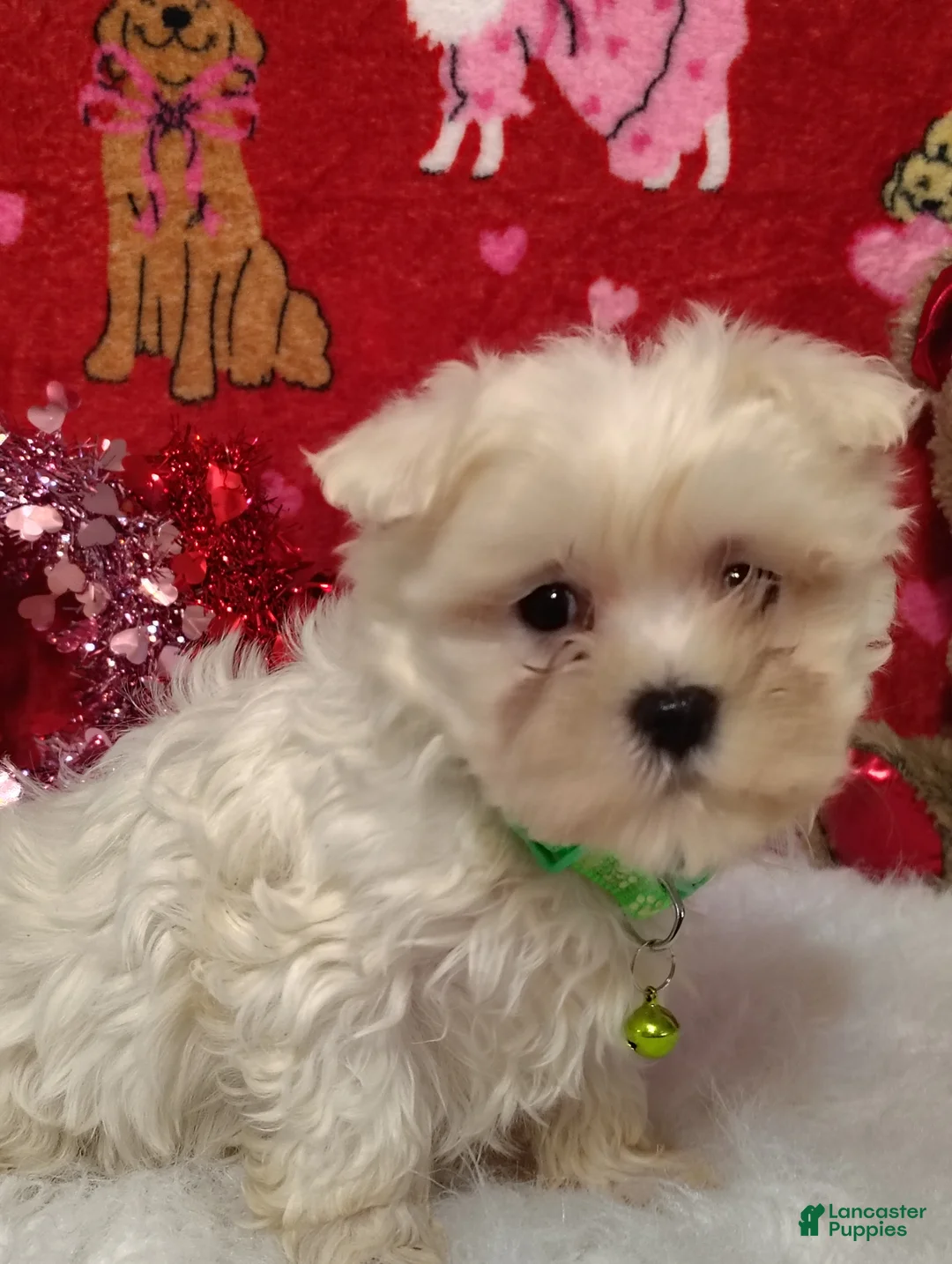 Maltese dogs for sale: Noah - green - Ad 3