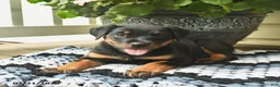 Rottweiler dogs for sale: Maple   - Ad 3