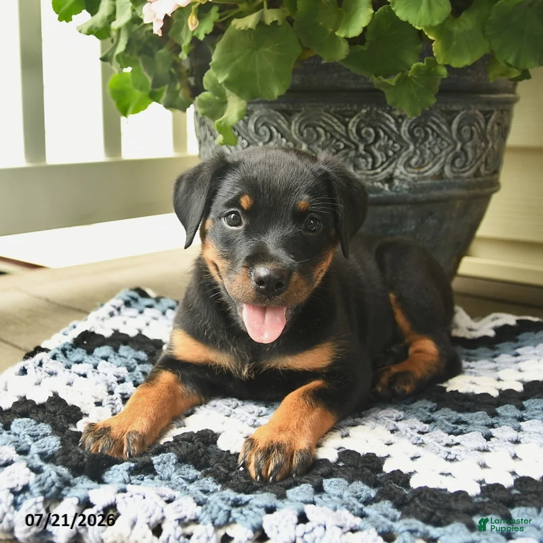 Rottweiler dogs for sale: Maple   - Ad 3