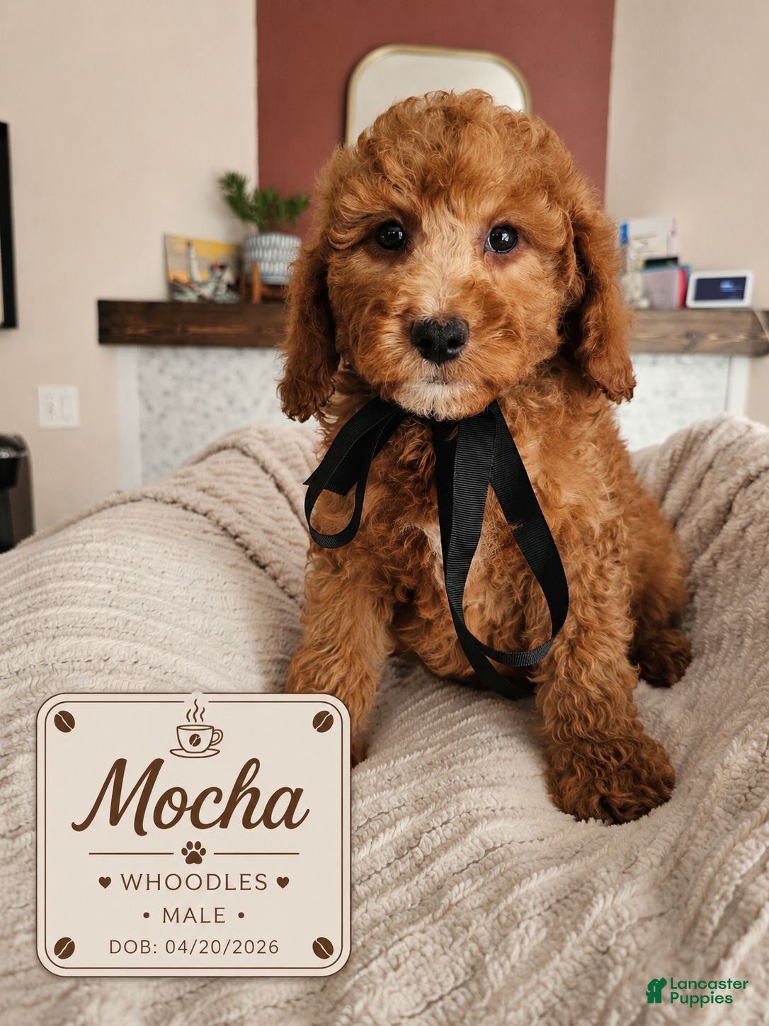 Mixed Breed dogs for sale: Mocha – F1B Whoodle Male 🤎 - Ad 1
