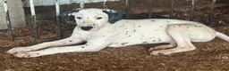 Mixed Breed dogs for sale: Rowan - Ad 2