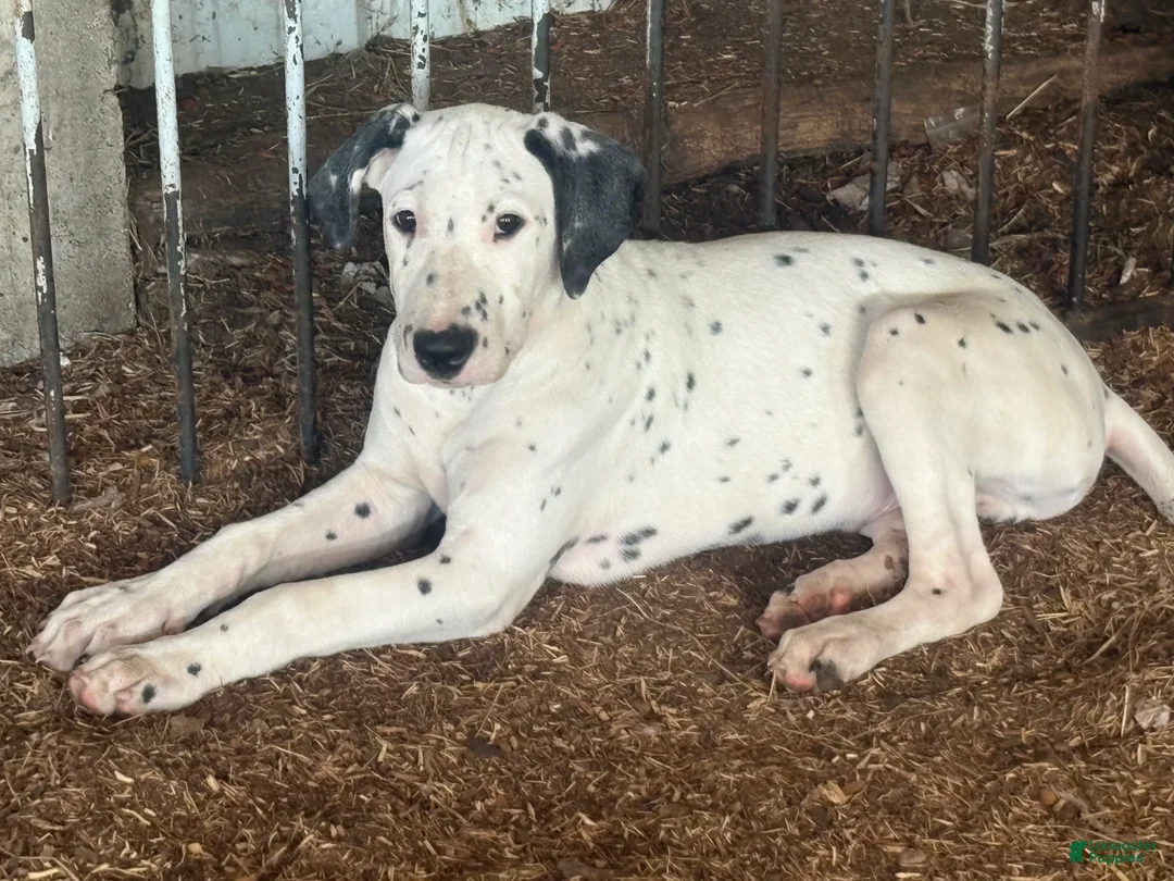 Mixed Breed dogs for sale: Rowan - Ad 2