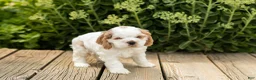 Cocker Spaniel dogs for sale: Reggie  - Ad 3
