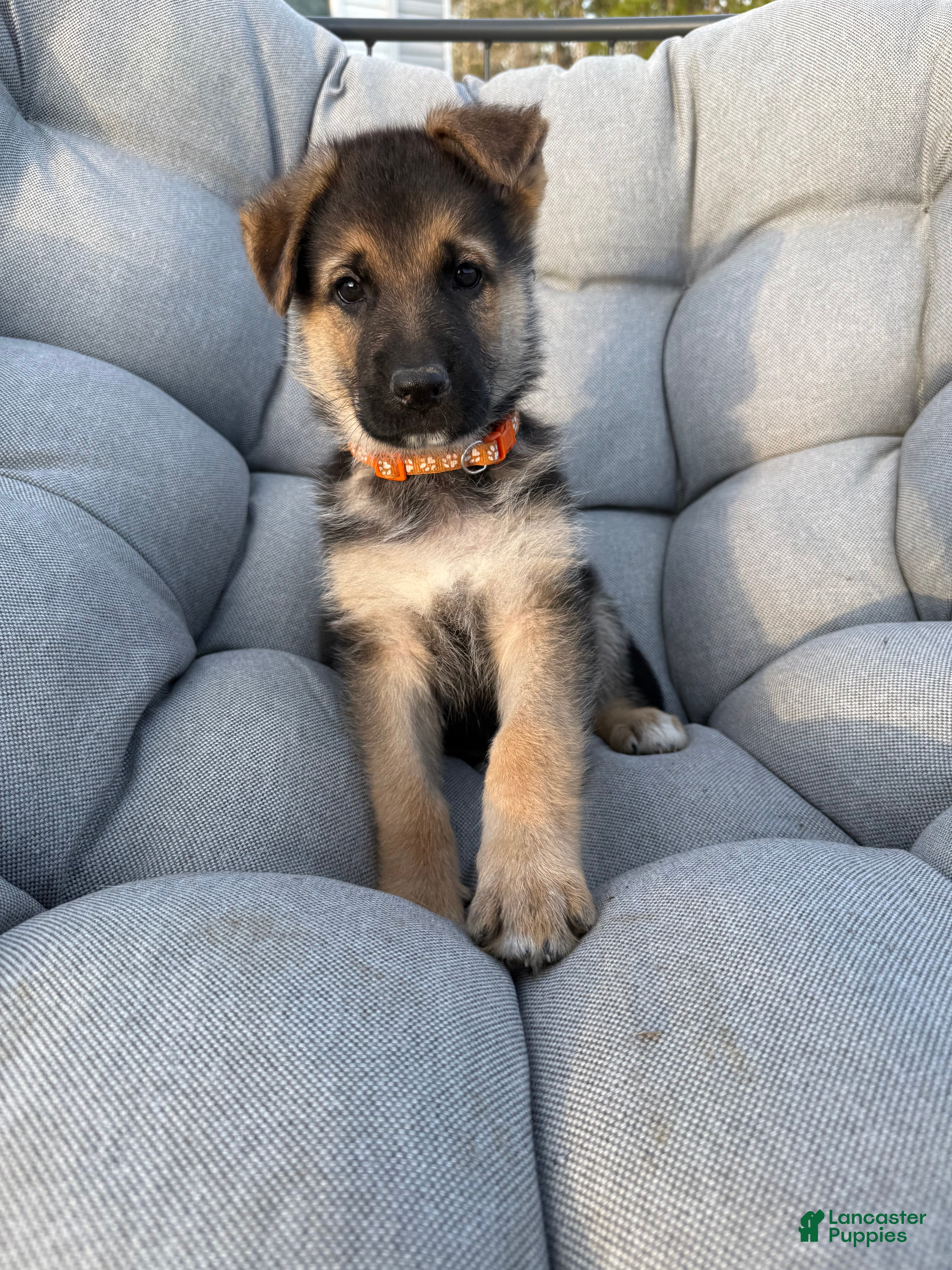 German Shepherd dogs Brooks - Ad 17