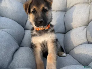 German Shepherd dogs Brooks - Ad 17