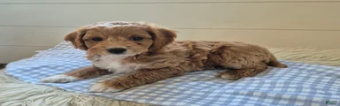 Milo