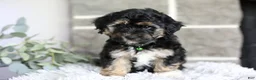 Maltipoo dogs for sale: Bear - Ad 5