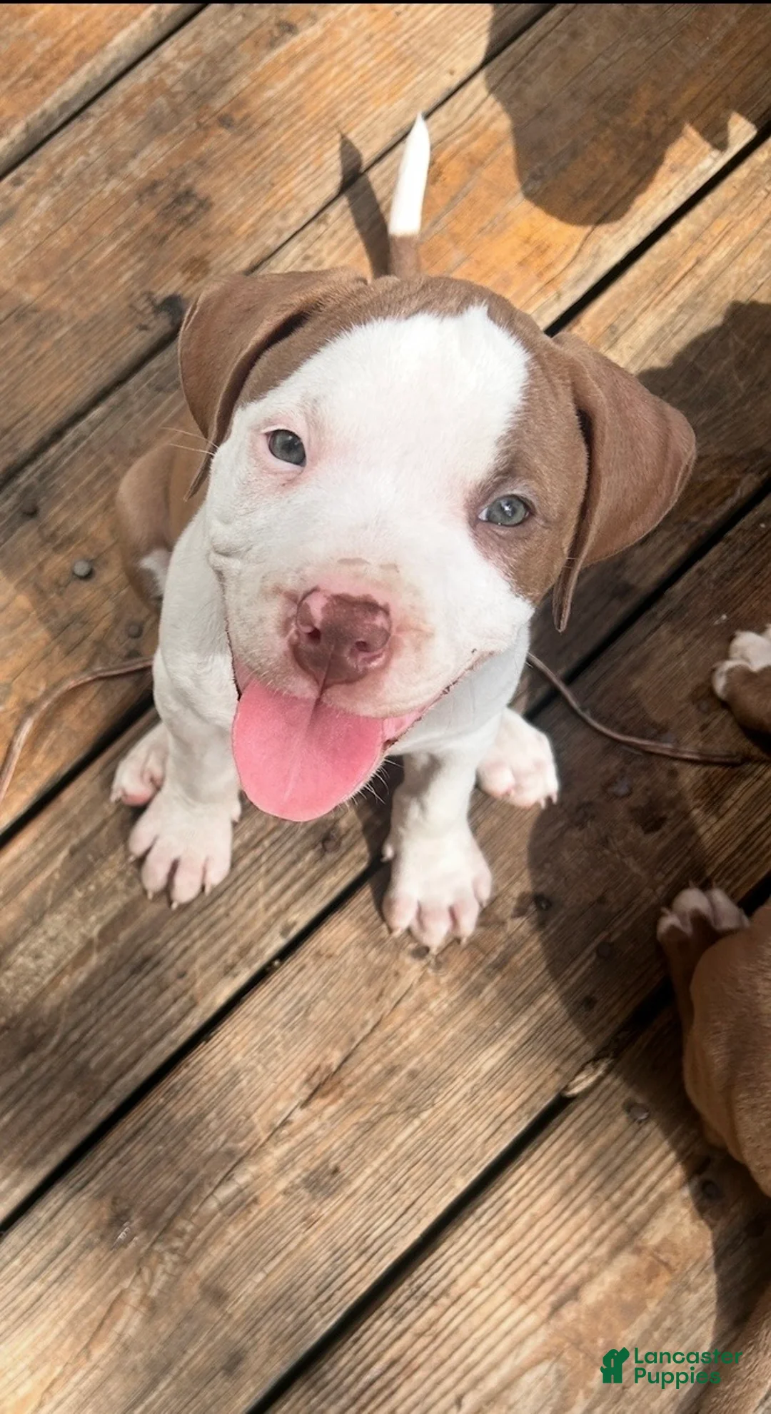 American Bully dogs for sale: Ice - Ad 1