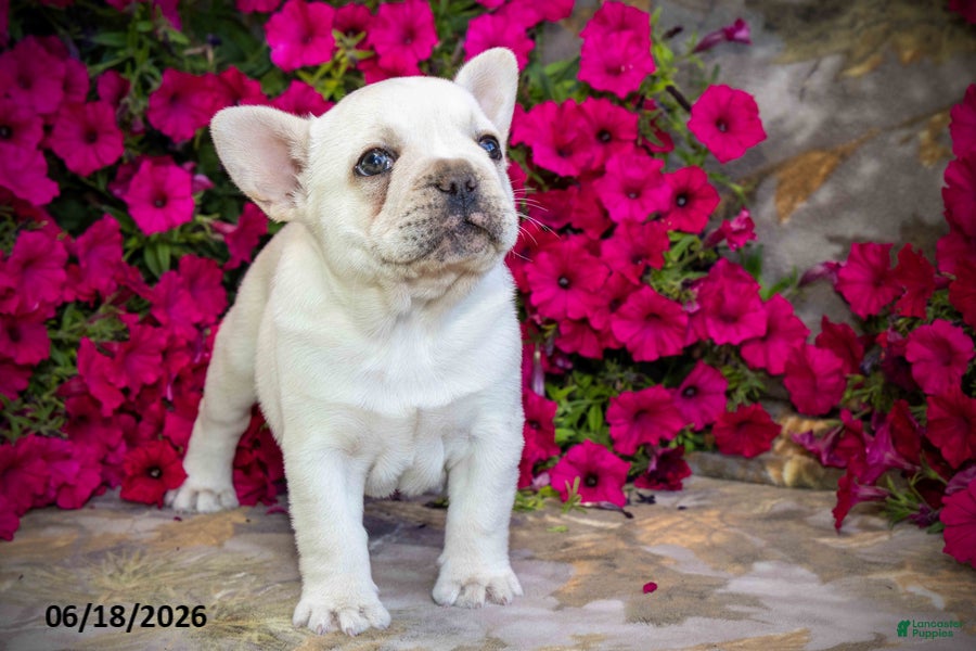 French Bulldog dogs Klondike - Ad 2
