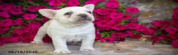 French Bulldog dogs for sale: Klondike - Ad 2