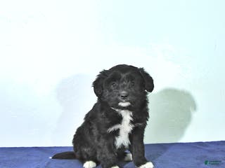 Mixed Breed dogs Dakota - Ad 7