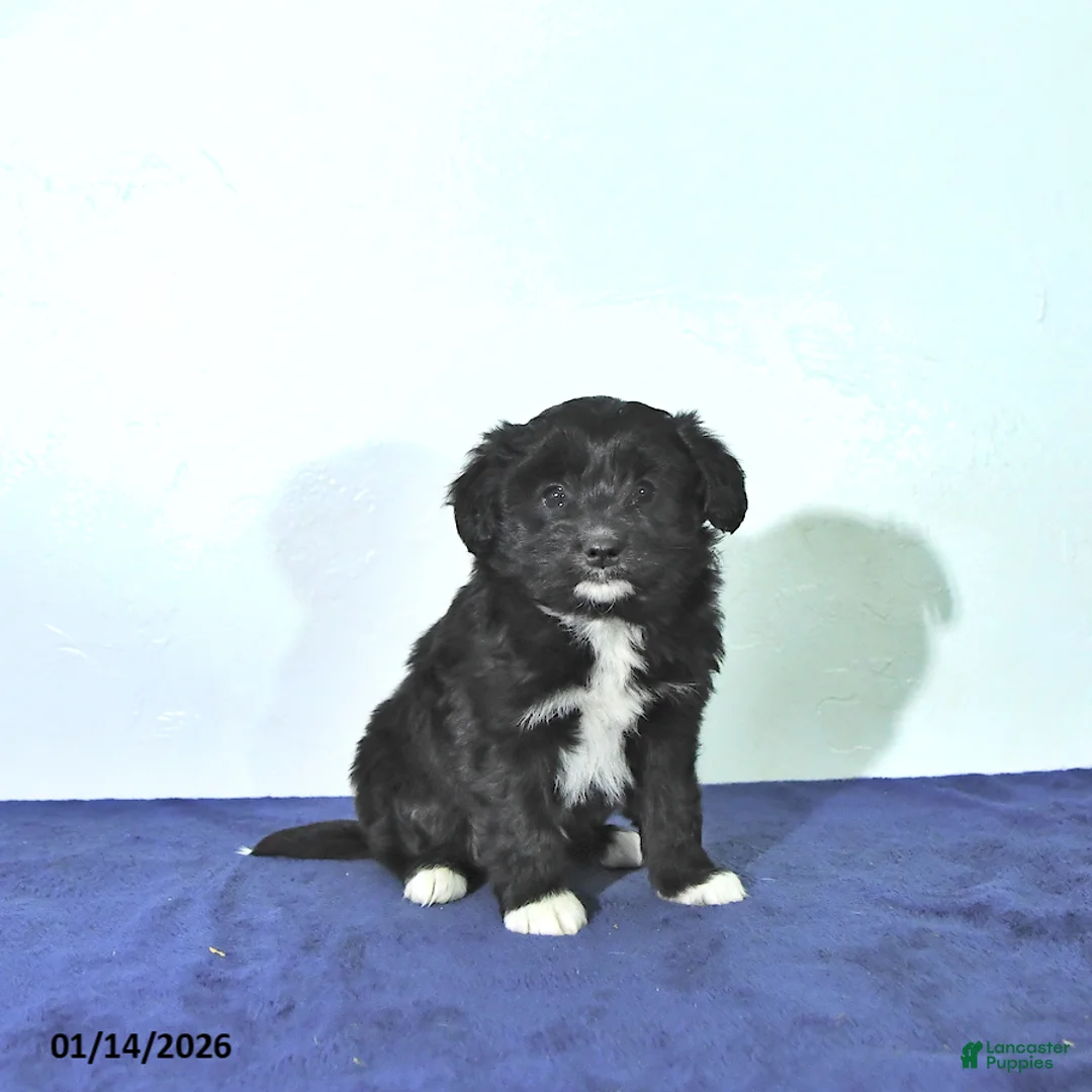 Mixed Breed dogs for sale: Dakota - Ad 6