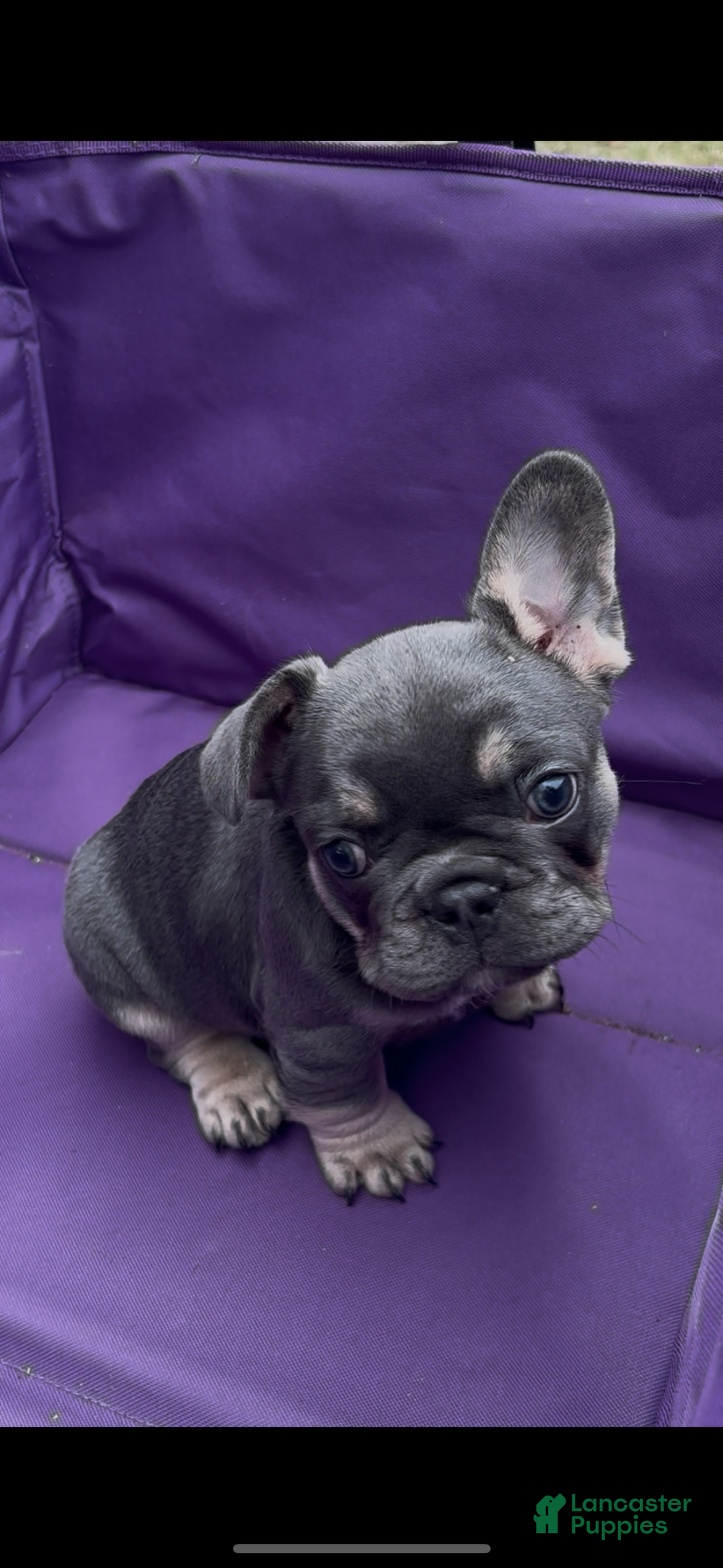 French Bulldog dogs for sale: Diesel - Ad 5