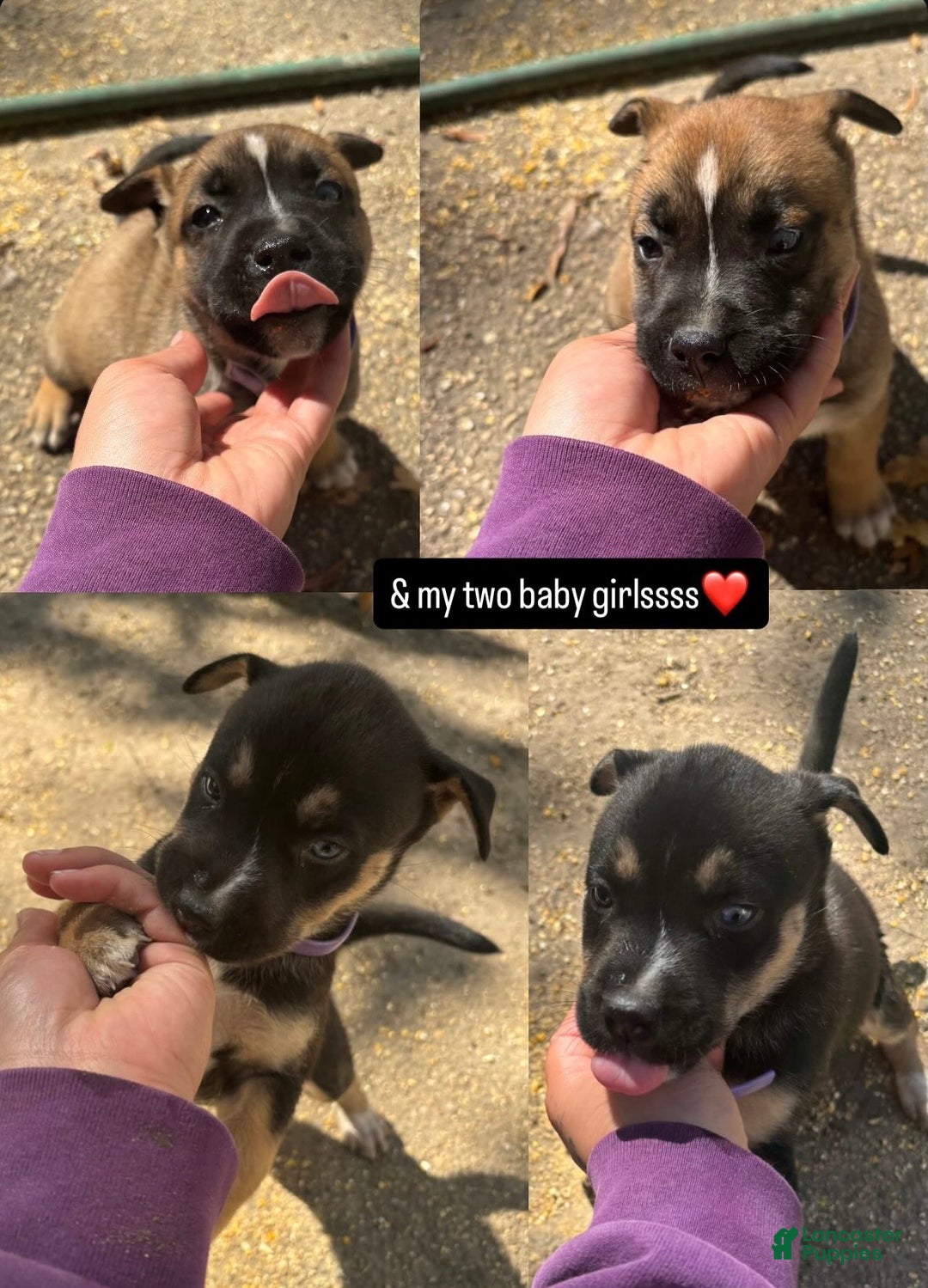 Mixed Breed dogs for sale: Bear - Ad 10