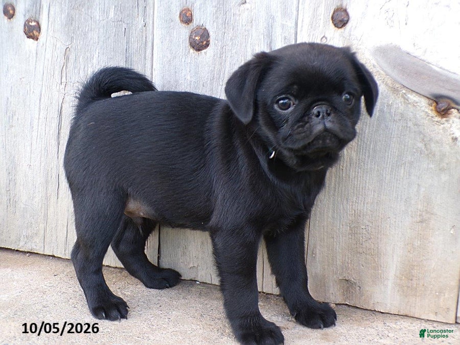 Pug dogs Midnight - Ad 2