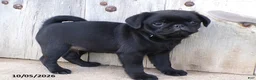 Pug dogs for sale: Midnight - Ad 2