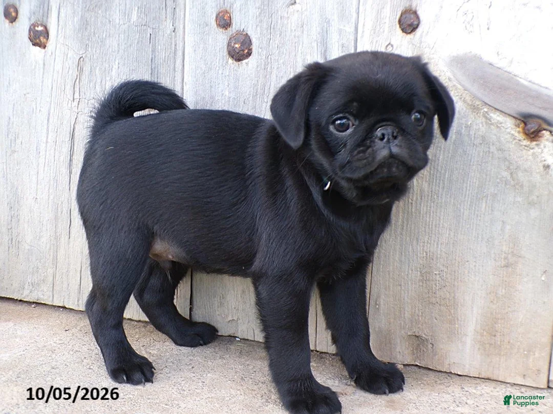 Pug dogs for sale: Midnight - Ad 2