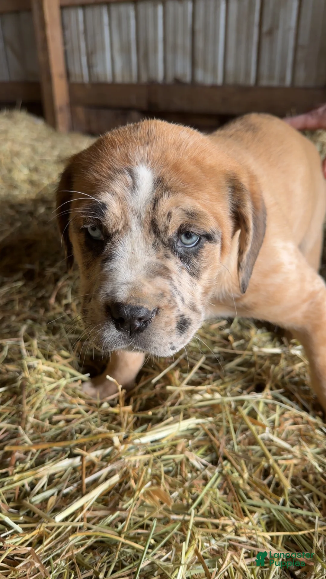 English Mastiff dogs for sale: English Mastiff Puppy 4 - Ad 1