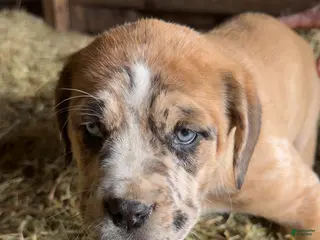 English Mastiff dogs for sale: English Mastiff Puppy 4 - Ad 1