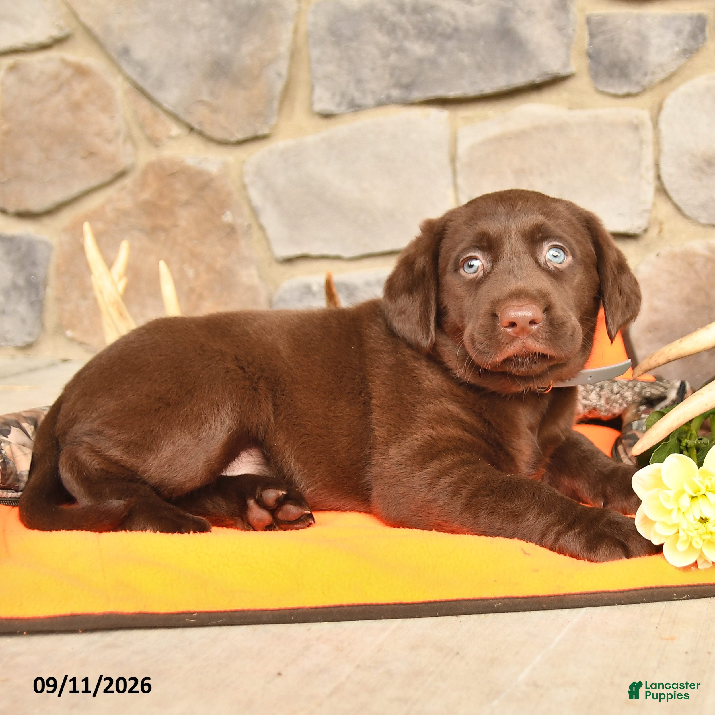 Labrador Retriever dogs Princess - Ad 2