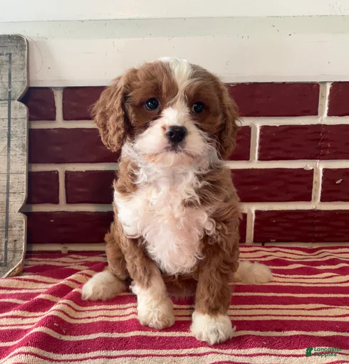 Gallery Image {{count}}