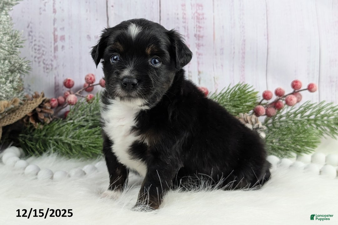 Toy Australian Shepherd dogs for sale: Banjo - Ad 2