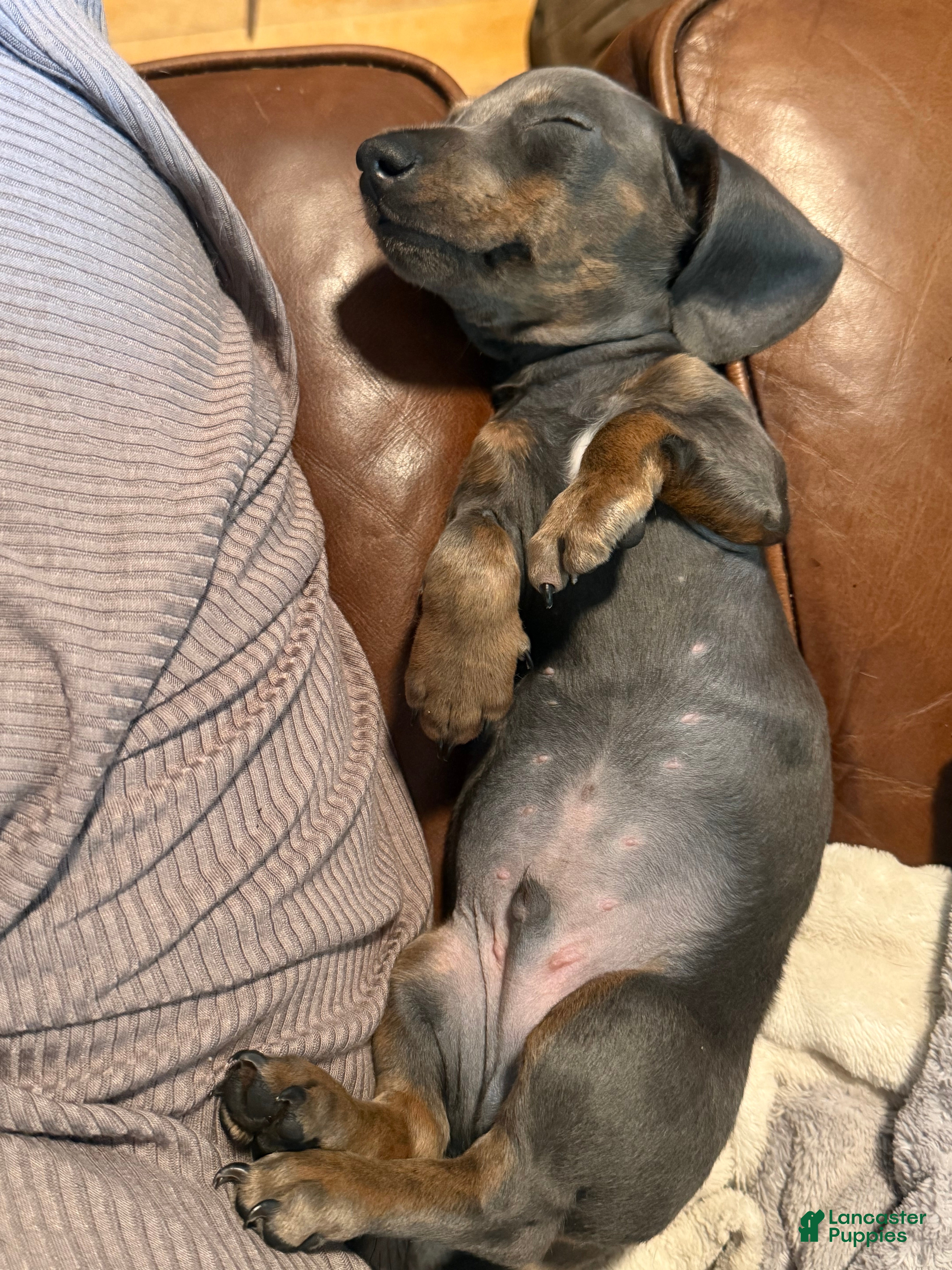 Miniature Dachshund dogs Miniature Dachshund Puppy 3 - Ad 2