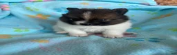 Pomeranian dogs for sale: Pomeranian 2 - Ad 12