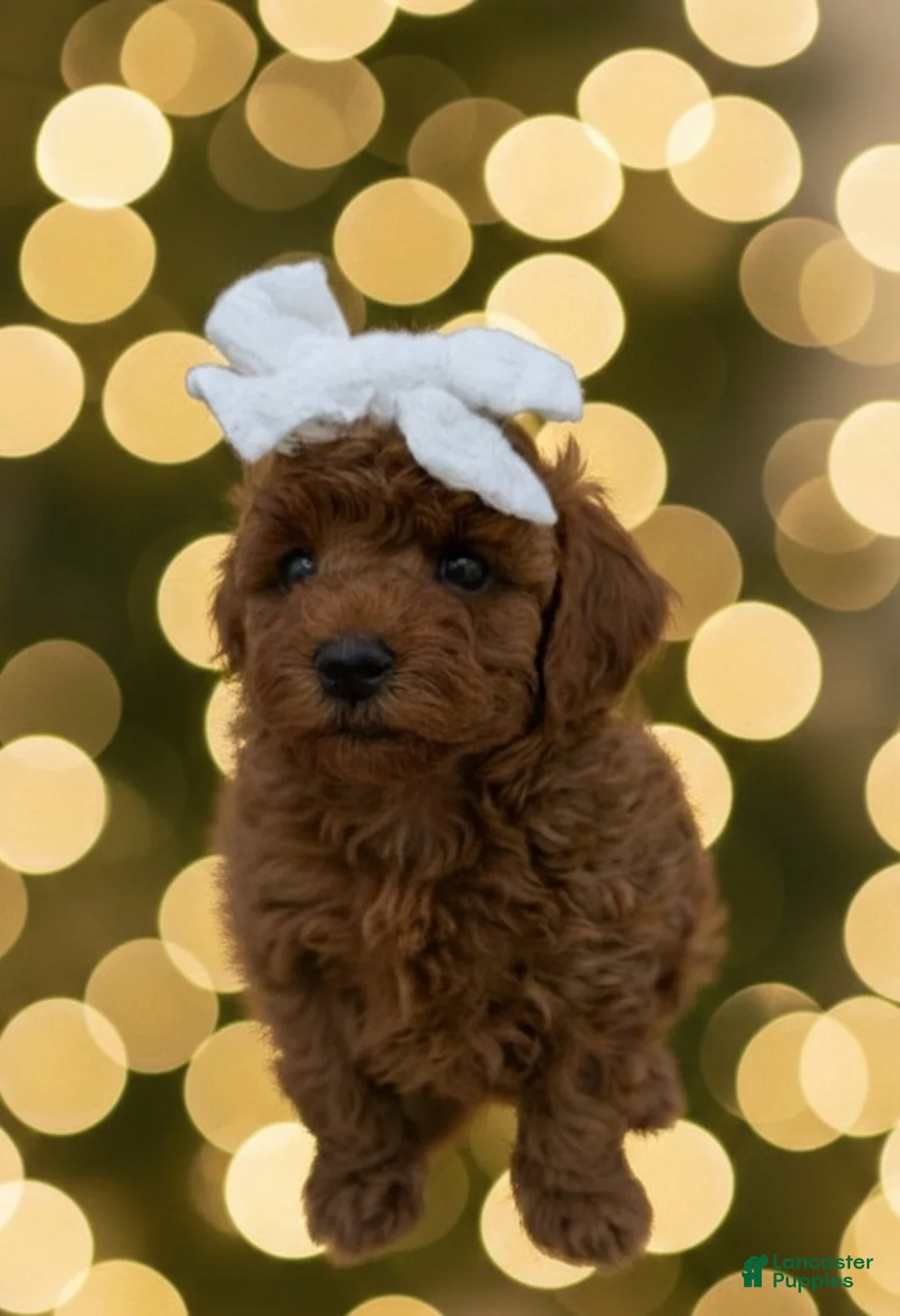 Toy Poodle dogs for sale: Olivia 🤍 - Ad 18