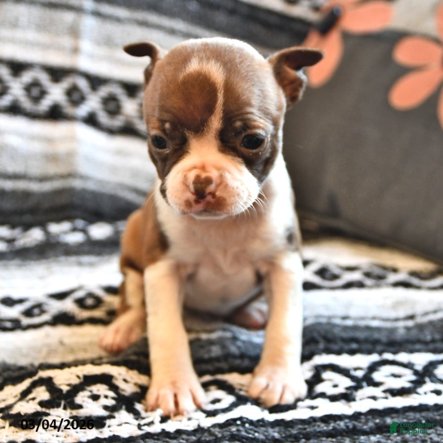 Boston Terrier dogs Heidi - Ad 2