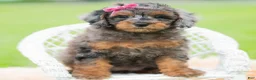Toy Poodle dogs for sale: Fancy Girl AKC - Ad 2
