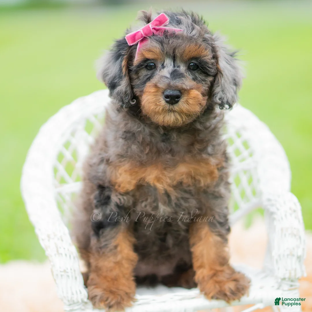 Toy Poodle dogs for sale: Fancy Girl AKC - Ad 2