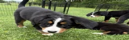 Bernese Mountain Dog dogs for sale: Gracie - Ad 3