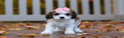 Cavachon dogs for sale: Bella - Ad 1