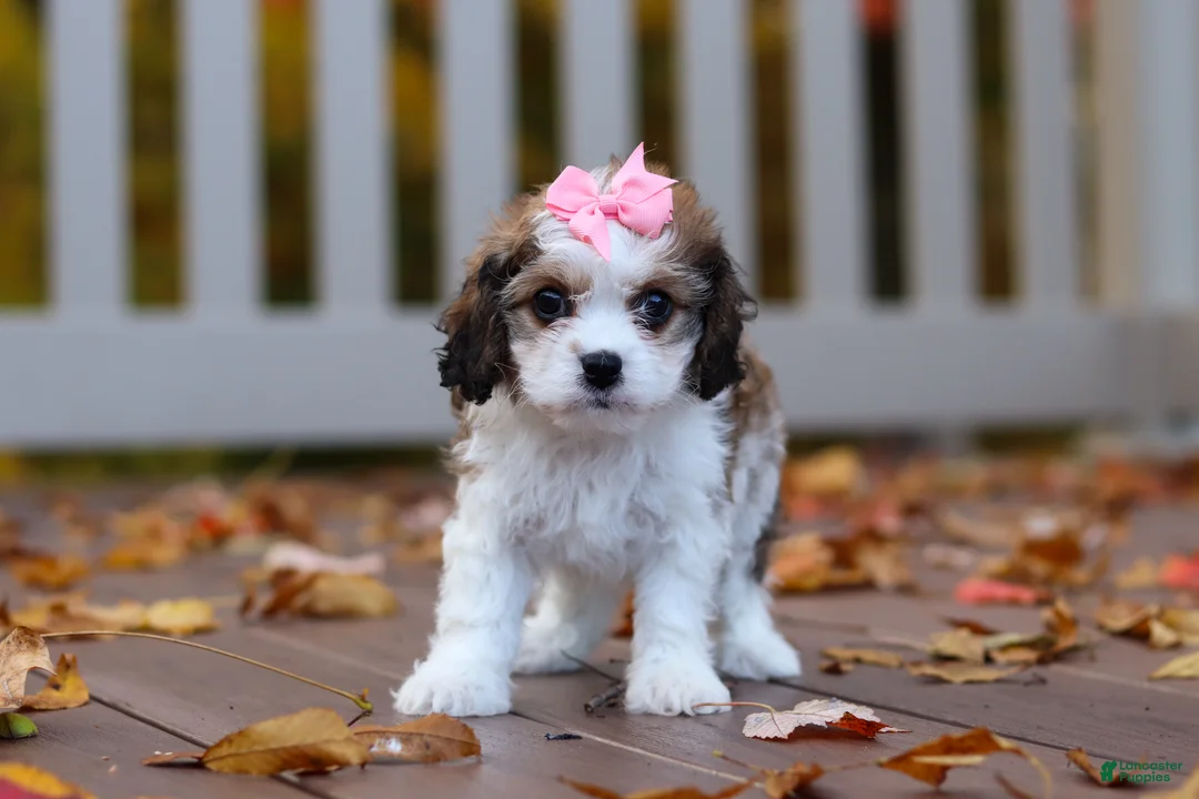 Cavachon dogs for sale: Bella - Ad 1