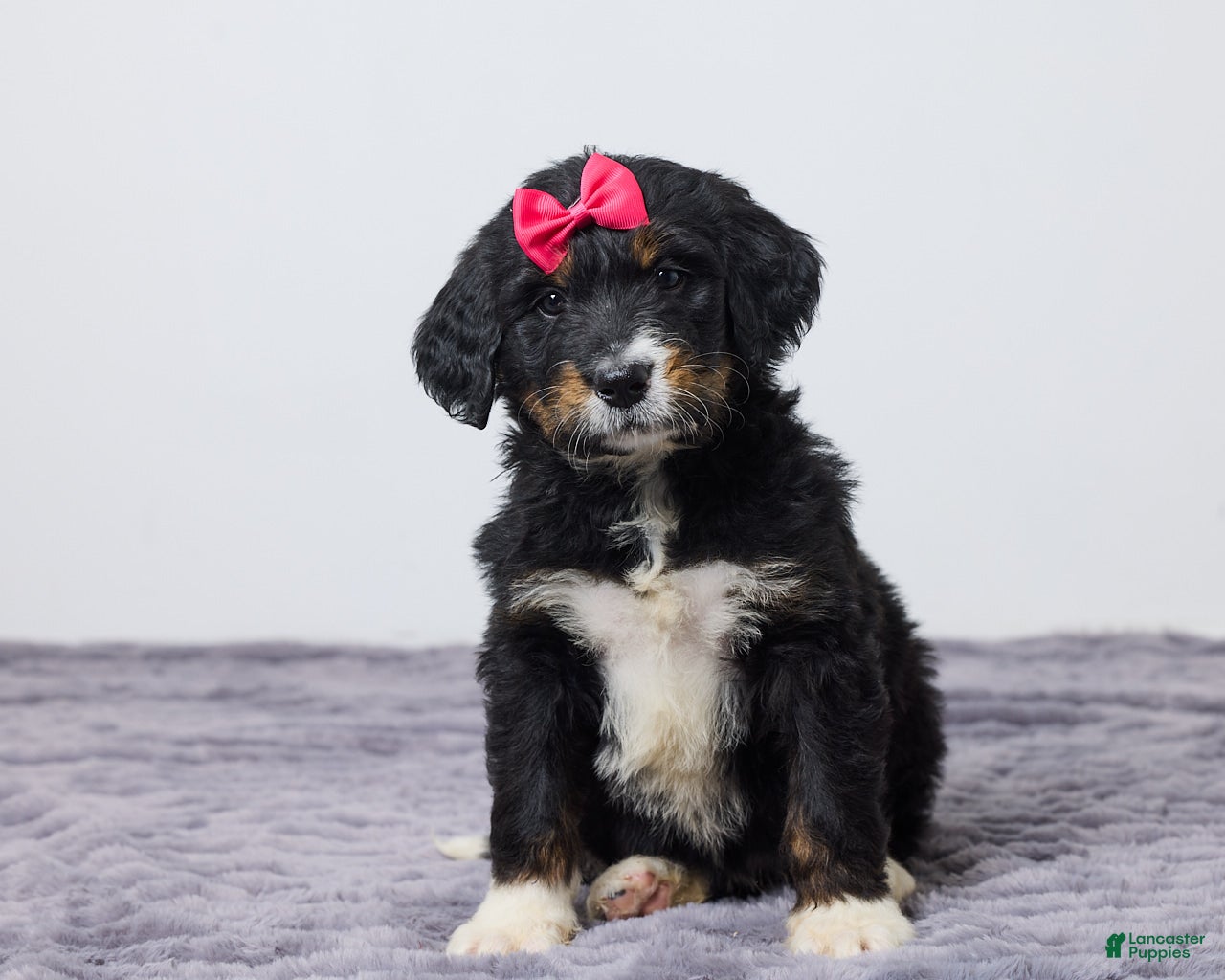Bernedoodle dogs Kayli - Ad 2