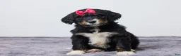 Bernedoodle dogs for sale: Kayli - Ad 2