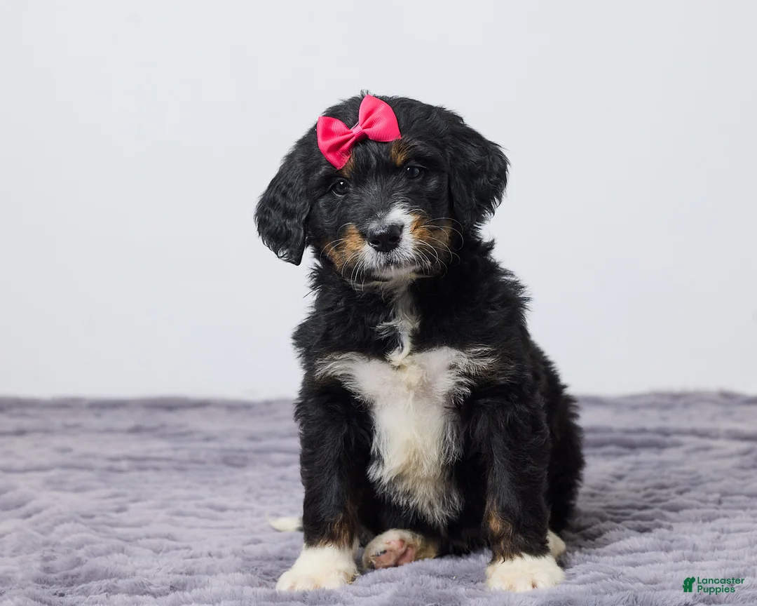 Bernedoodle dogs for sale: Kayli - Ad 2
