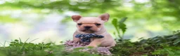 French Bulldog dogs for sale: Cody - Ad 10