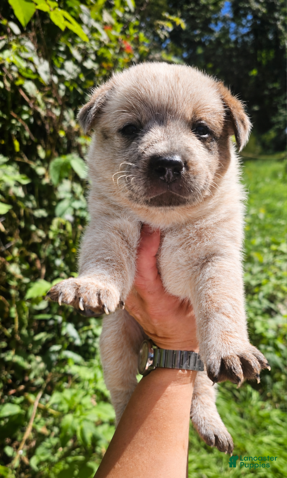 Australian Cattle Dog dogs Remi - Ad 2